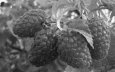 Лучшие сорта крупноплодной малины: посадка и уход