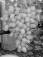 Фото и описание лучших сортов винограда на продажу + видео