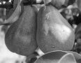 10 лучших сортов груш: посадка и уход