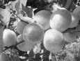 10 лучших сортов абрикосов для Подмосковья – рейтинг 2020