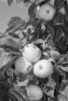 Хорошие сорта колоновидных яблонь: посадка и уход