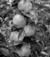 Лучшие сорта колоновидной яблони: посадка и уход