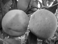 Персик Пушистый Ранний — описание сорта и отзывы садоводов