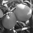 Персик Хлопчик — описание сорта и отзывы садоводов