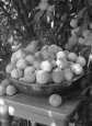 Персик Гладкий — описание сорта и отзывы садоводов