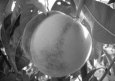 Персик Новогодний — описание сорта и отзывы садоводов