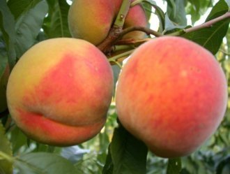 Персики лучшие сорта: посадка и уход