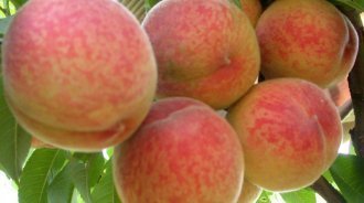 Персики лучшие сорта: посадка и уход