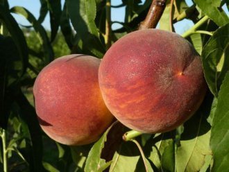 Самый лучший сорт персика: посадка и уход