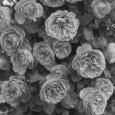 Топ-6 самых красивых роз флорибунда для средней полосы