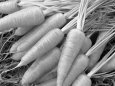 Агрофирма Поиск рекомендует: самые вкусные и полезные сорта моркови, свеклы и редиса
