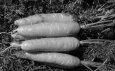 Морковка семена лучшие сорта: посадка и уход