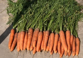 Лучшие сорта крупной моркови: посадка и уход