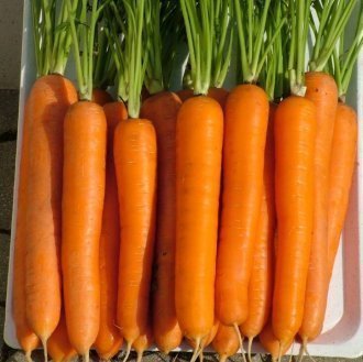 Лучшие сорта крупной моркови: посадка и уход