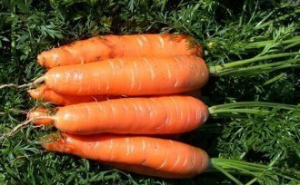 Лучшие сорта озимой моркови: посадка и уход