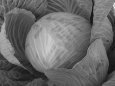 Хорошие сорта белокочанной капусты: посадка и уход