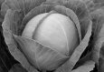 Лучшие сорта белокочанной капусты: фото с названиями