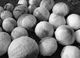 Хорошие сорта белокочанной капусты: посадка и уход