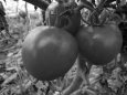 12 лучших сортов помидор для теплиц – рейтинг 2020