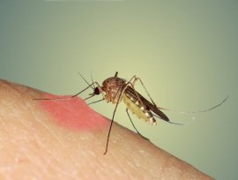 12 лучших средств защиты от комаров