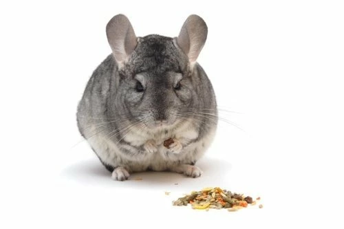 6 лучших кормов для шиншилл
