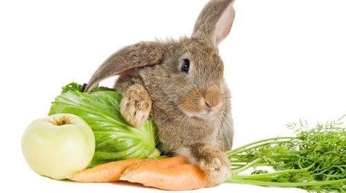 6 лучших кормов для декоративных кроликов