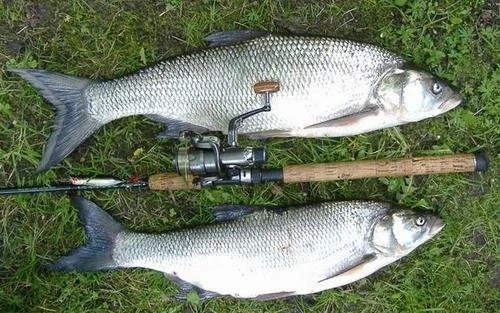 5 лучших спиннингов на жереха