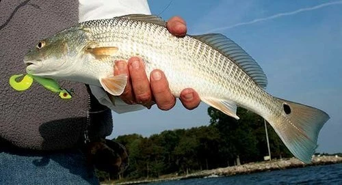 6 лучших твистеров