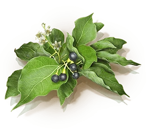 Белое камфорное масло