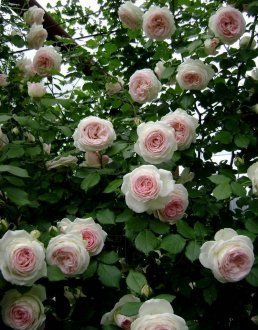 Плетистые Розы Фото С Названиями