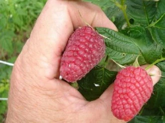 Новость Кузьмина