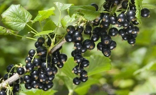 10 лучших сортов черной смородины