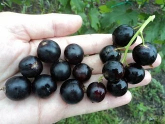Литвиновская