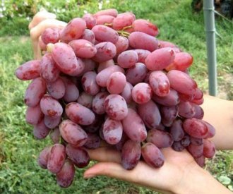 8 лучших сортов винограда