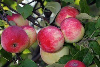 10 лучших сортов яблонь