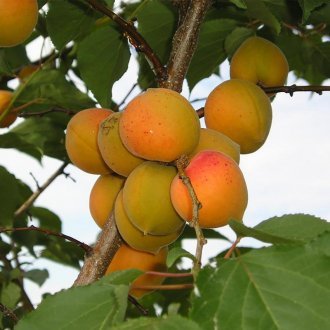 10 лучших сортов абрикос