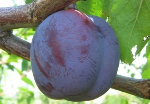 Заречная ранняя