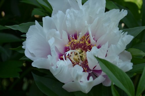 Cora Louise(Кора Луиза)