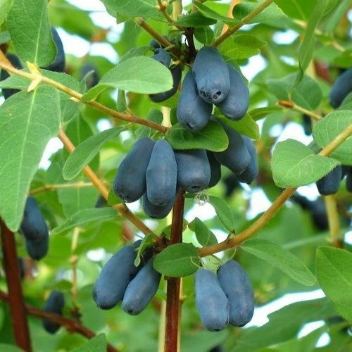 10 лучших сортов жимолости