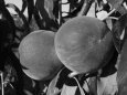 Персик Московский — описание сорта и отзывы садоводов