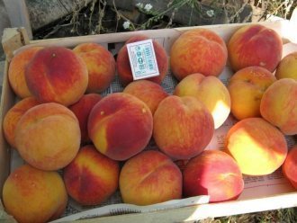 10 лучших сортов персика