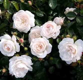Почвопокровные Розы Фото