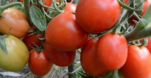 Царь Петр (Россия, 2009)