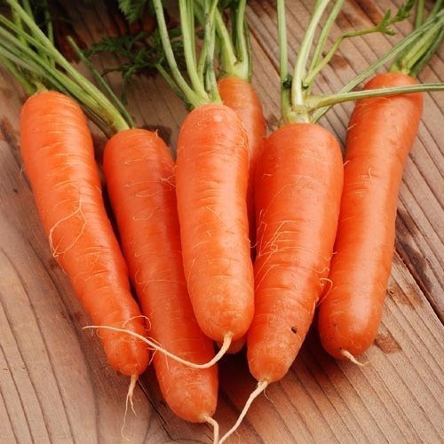 Морковь Сентябрина: отзывы, достоинства и недостатки
