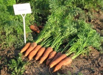 10 лучших сортов моркови