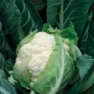 Инклайн F1 (Япония, 2008)