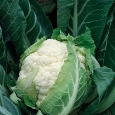 Инклайн F1 (Япония, 2008)