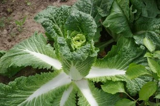 Гидра F1 (Россия, 2008)