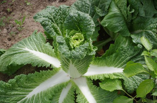 Гидра F1 (Россия, 2008)