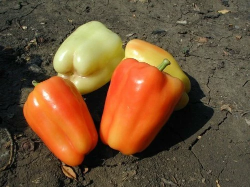 Фламинго F1 (Франция, 2010)